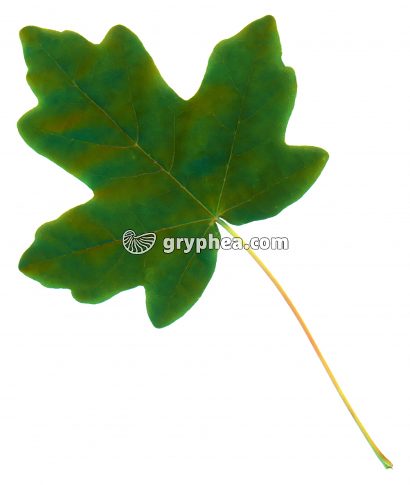 Aubépine - Feuille (Crataegus sp.) - gryphea.org